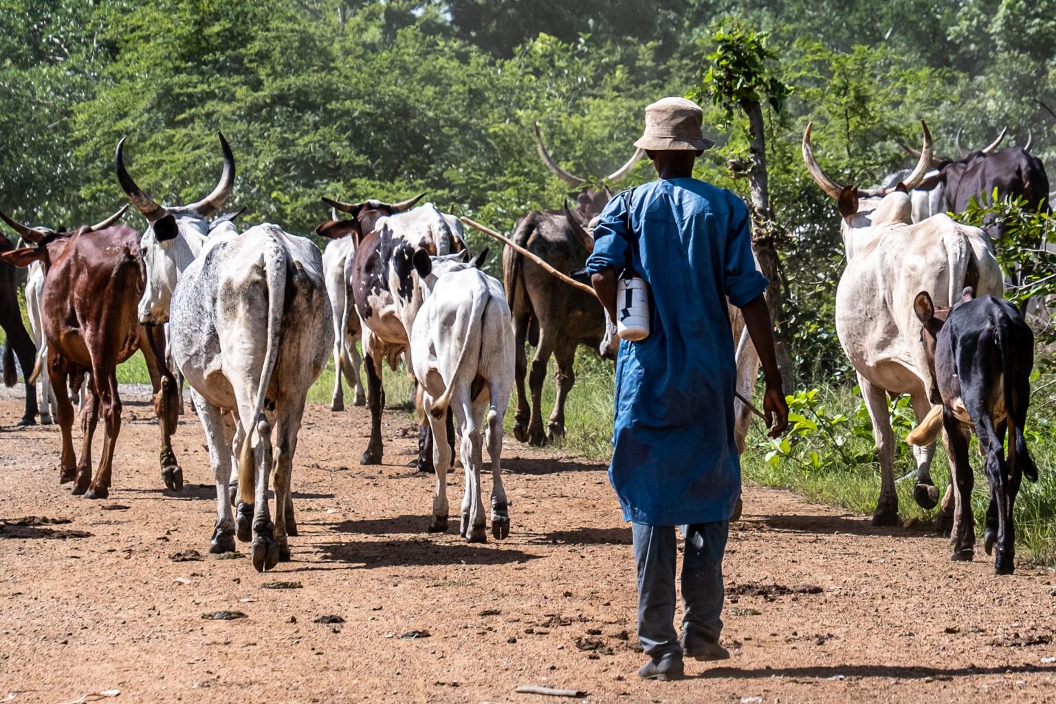 Nigeria Is Becoming Too Dangerous to Farm — And It’s Creating a Food Disaster